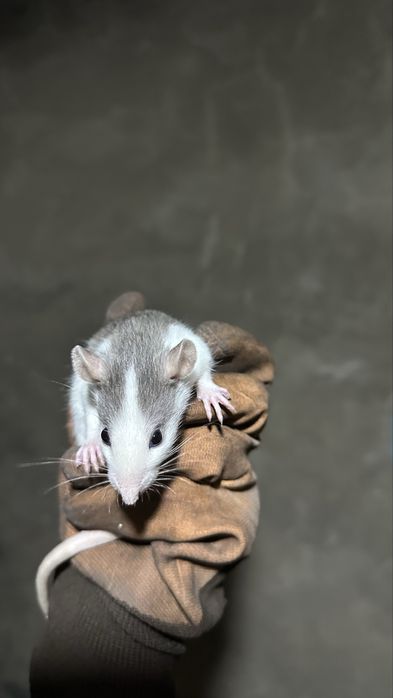 Декоративные крысы