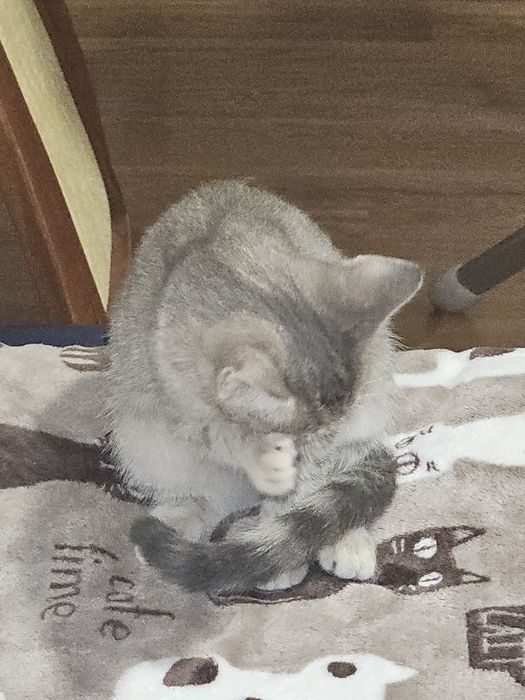 Котенок Бенгал мальчик продам
