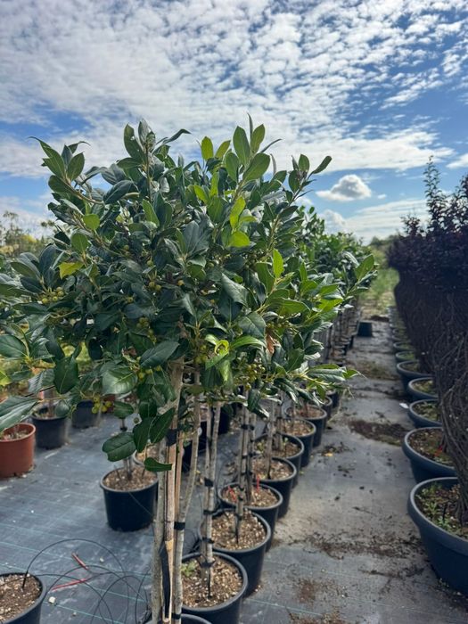 Platan   catalpa globular mesteacan  tei