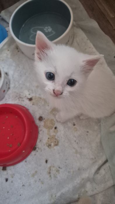 Подаряват се котенцата