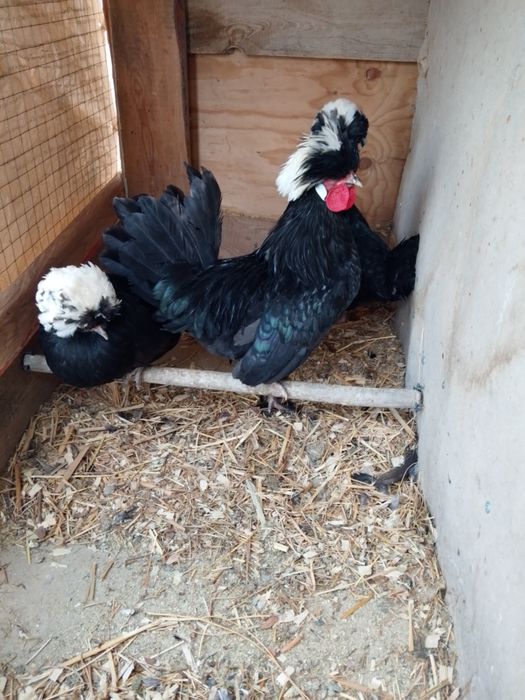 Тауық сатылады..