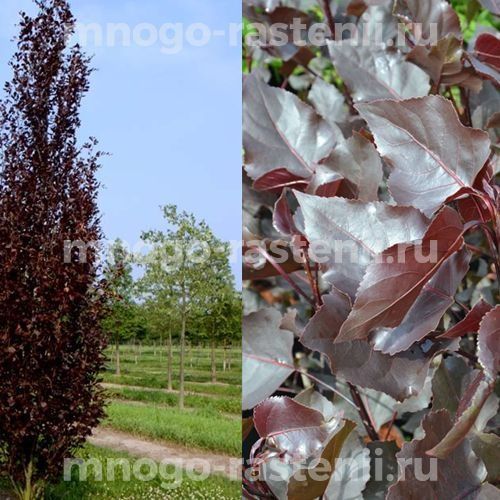 Саженцы из России