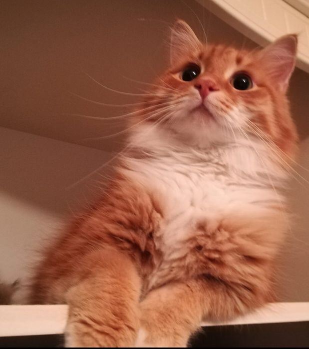 Помогите найти, пропал кот!