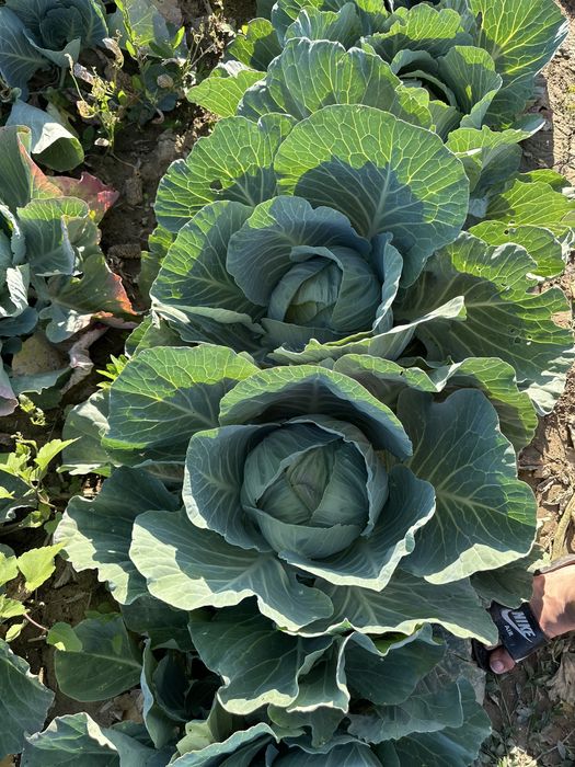 Varza de vara cu frunze subtiri