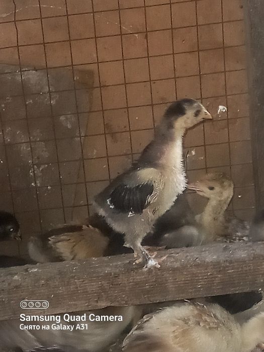 Цыплята Кохинхин