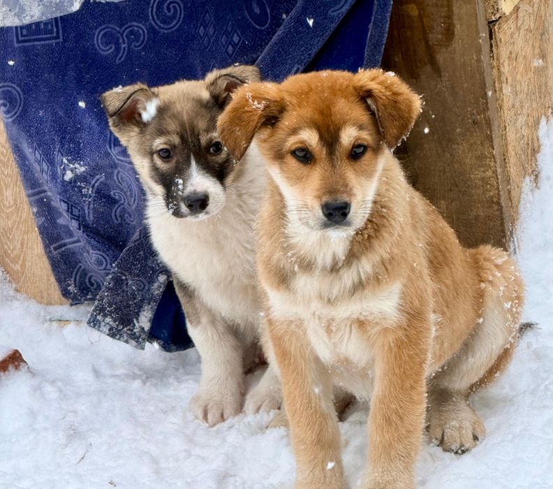 Отдам щенка 2,5 месяца крупные