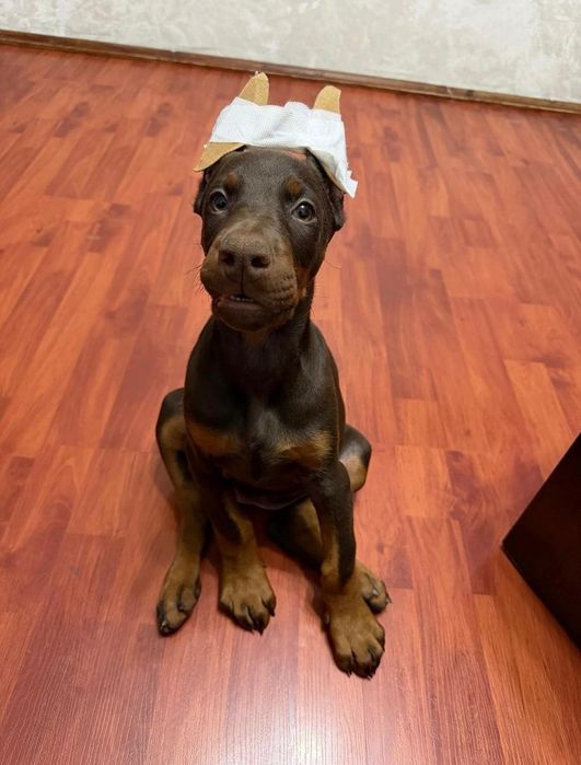 Доберманы милыйе