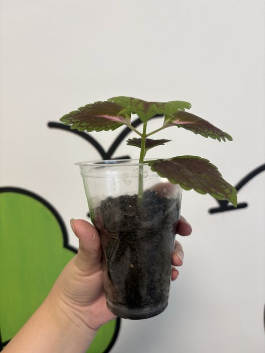 Продаются отростки