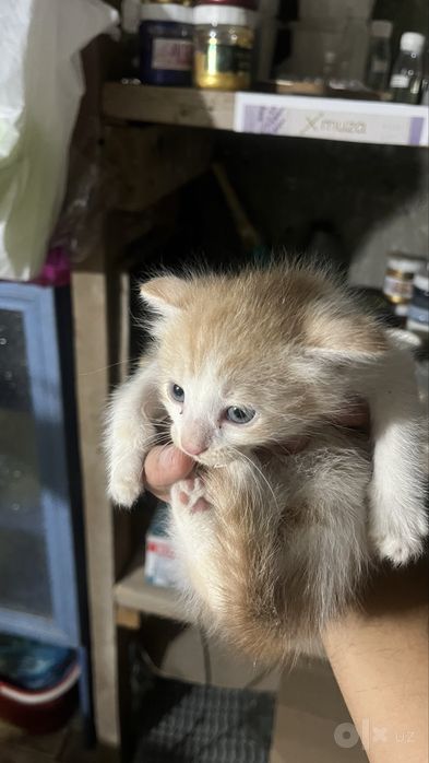 Мушук болалари 1 ойлик хали