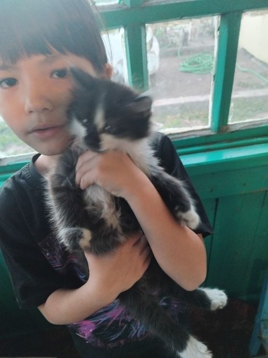 Отдам котят в добрые руки