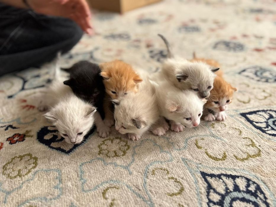 Котята маленькие