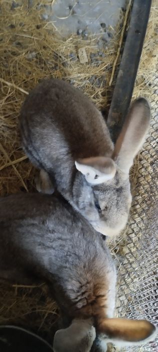 Срочно продам двух кролов