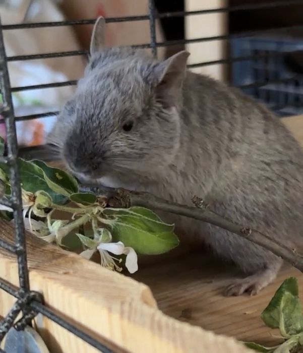 Veverite Degu pentru adoptie