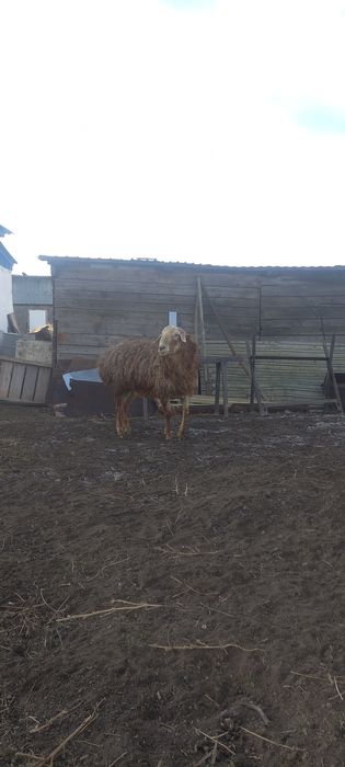 Кошкар эдылбай молодой