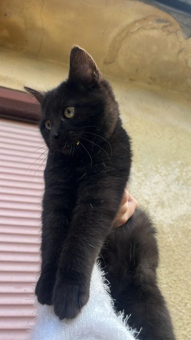 Donez pisici 
Fetite si Băieței. M-ar aj