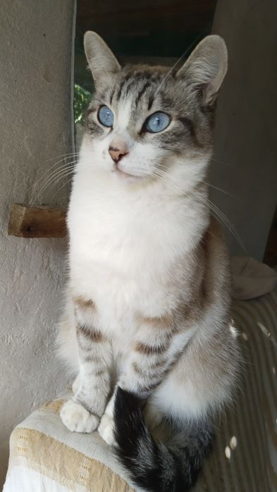 Передержка кошек