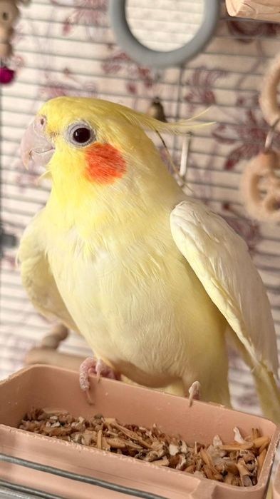 Продам попугайчика корелла