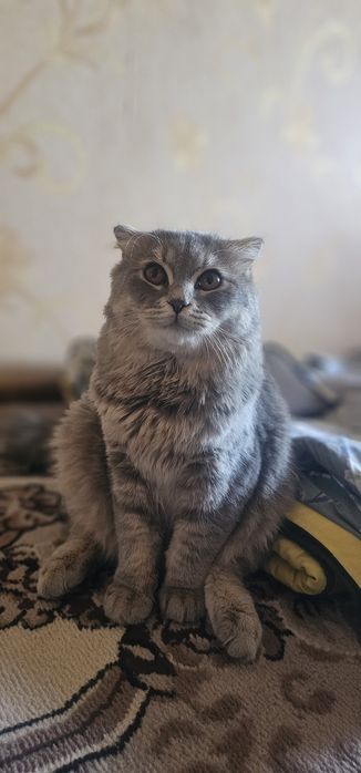 Продаётся красавчик Пушок