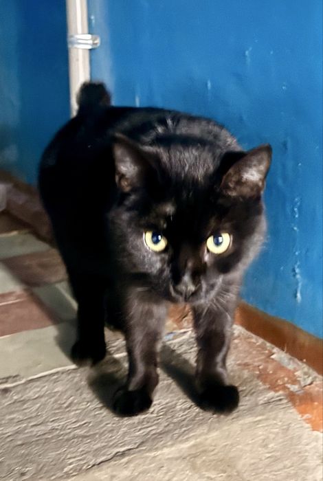 Домашняя кот, потеряока или подбросили. Район Рыскулова-Пожарского
