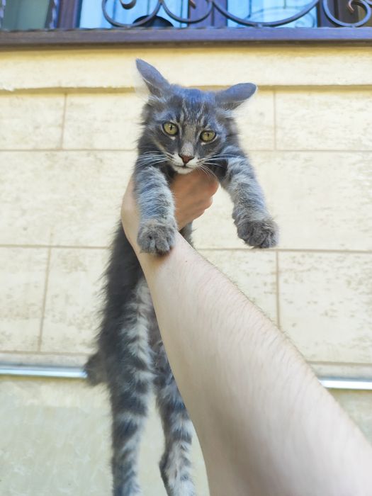 Отдам Породистого Котёнка, Сибирский-длинношенртный.