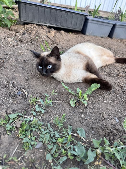 Отдам сиамскую кошку