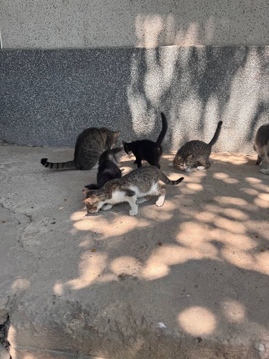 Mushukchalar sovg‘a qilinadi!
