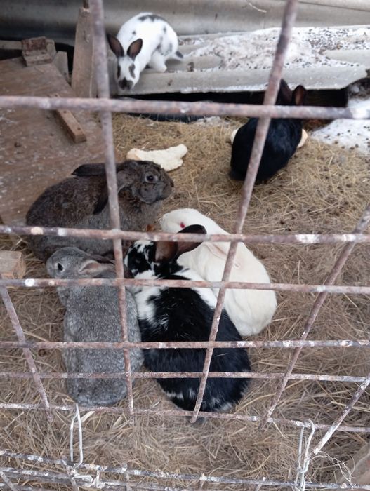 Продаю кроликов живьём и тушками .