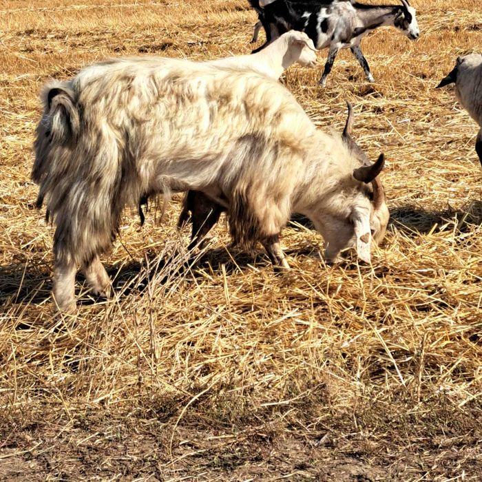 De vânzare tap bun de marlit