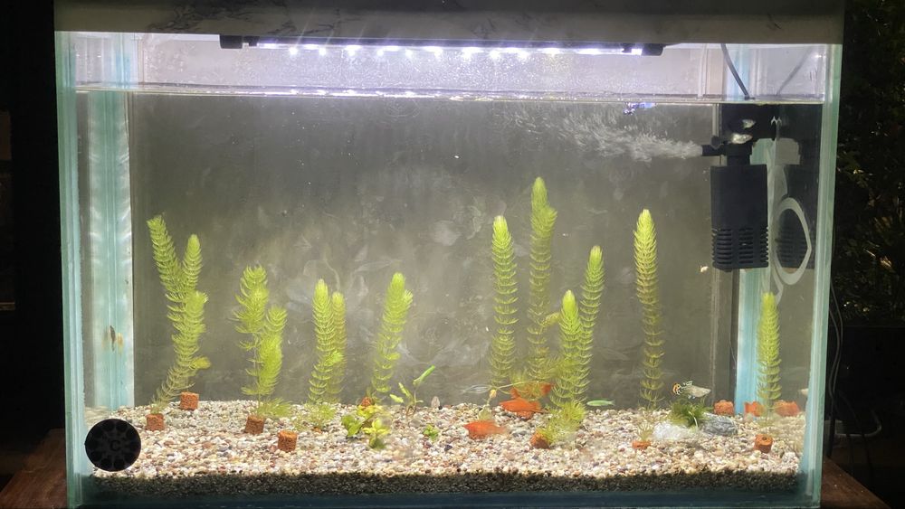 Akvarium 84 litr Andijon