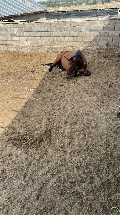 Вынужденный забой