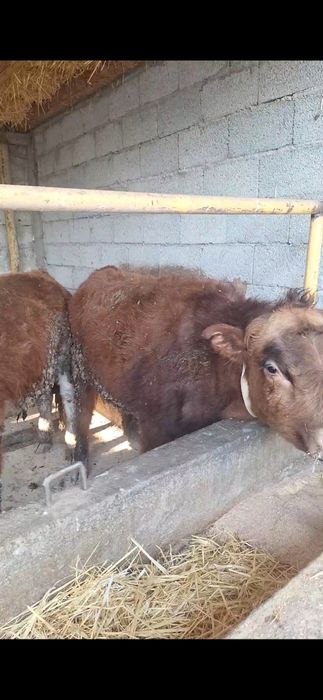 4 бас бука сатылады акбас белоголовый