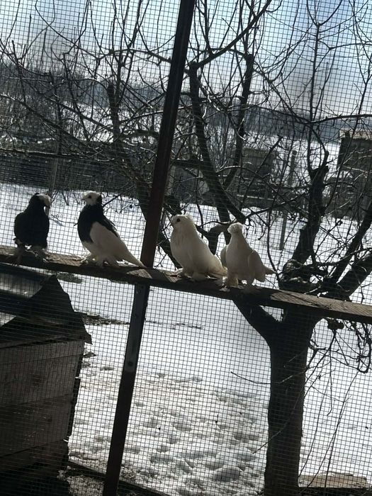 Jucători de Botoșani