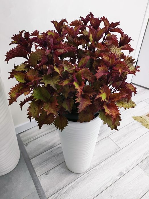 Комнатные цветы, доставка.