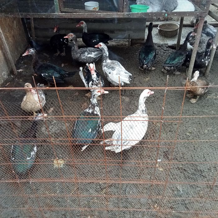 Продам утоков индоутки