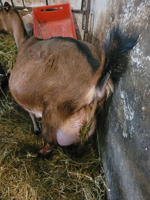 Vand 3 iezi(tapi)ciutii genetic, alpina franceza!