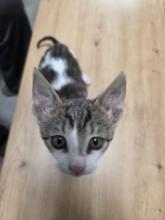 Подарявам котенца