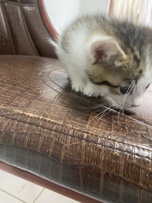 Отдам в добрые руки котят