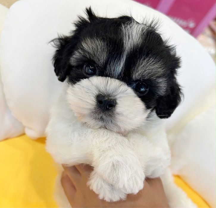 Bichon havanez 650 lei