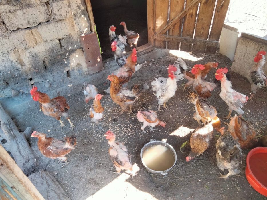 Продам кур и петухов
