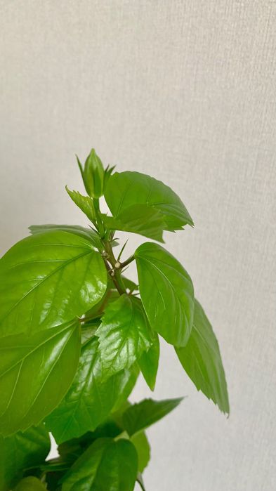 Комнатные цветы, растения