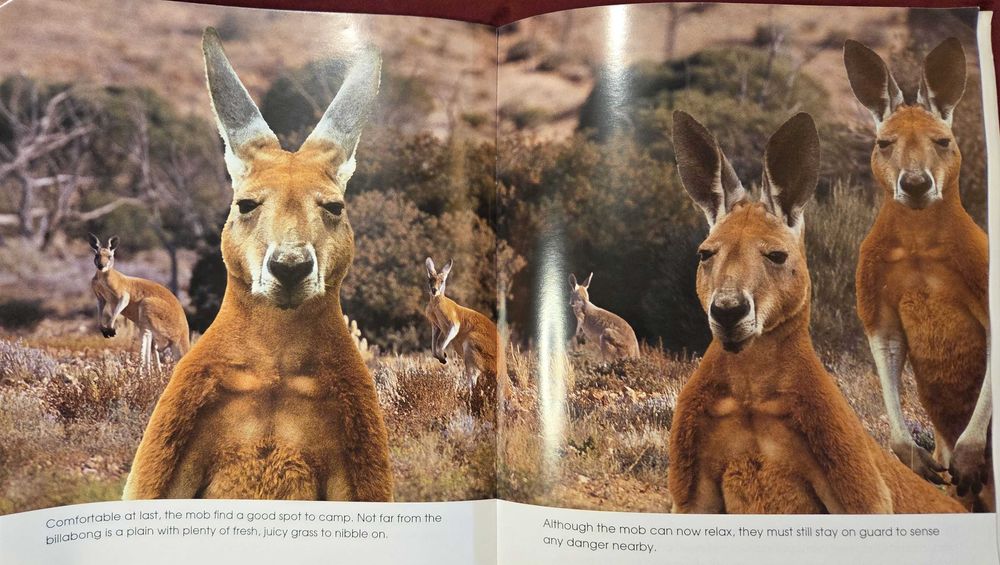 Кенгуруто. Фото-разказ / Living With the Mob