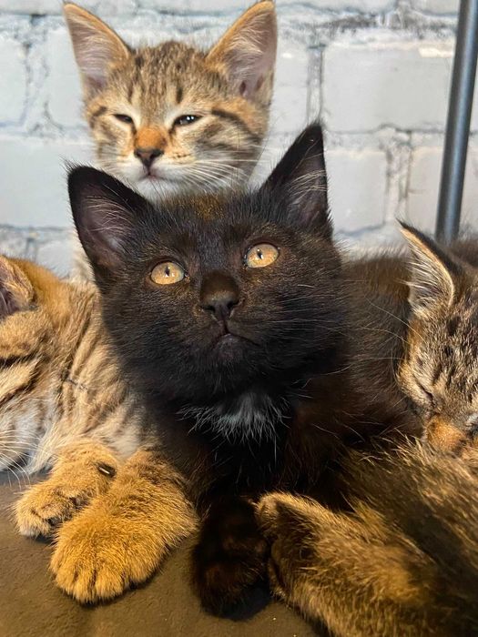 Отдам котят в добрые руки