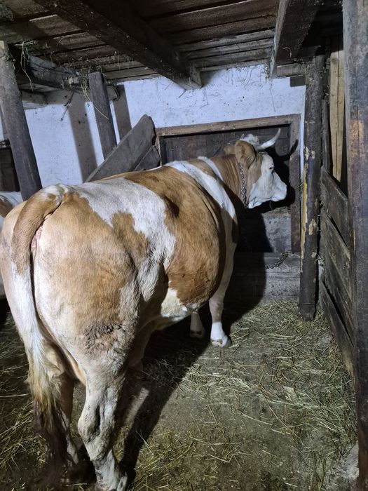 anunț vânzare vaca