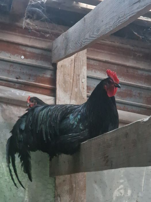 Puicute outoare pui cocosi bibilici
