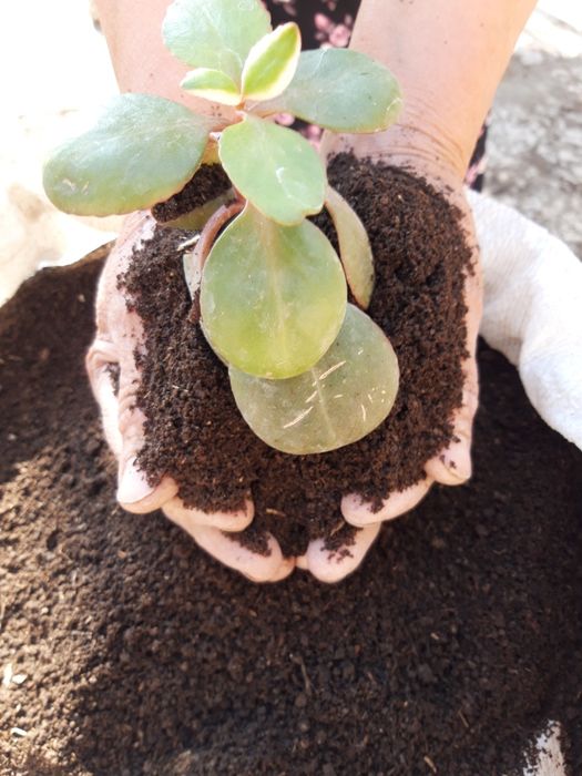 Сифатли биогомус  ва калифорная чувалчанглари  сотилади