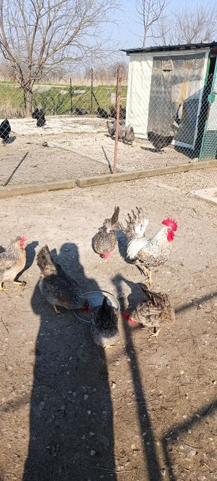 Яйца за люпене от легбар опал , легбар крем и австралорп