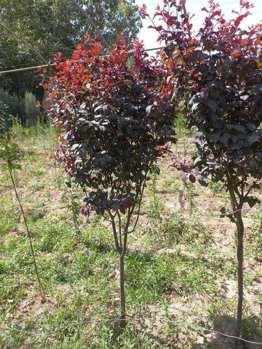 Олча писсарди навли кучатлари