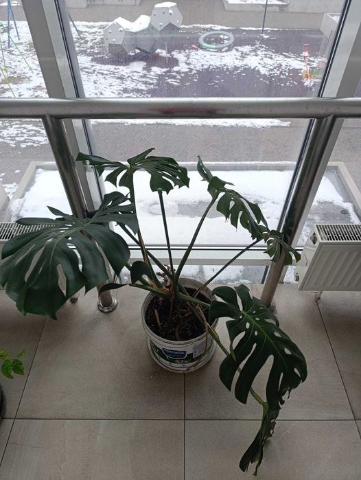 Комнатные растения распродажа, недорого.