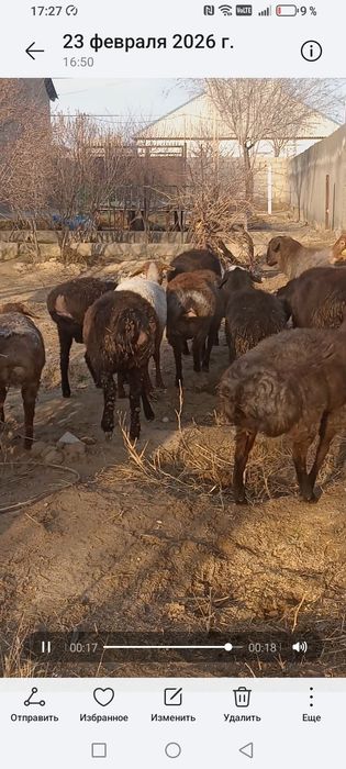 Қозы қошқарларлар сатылады