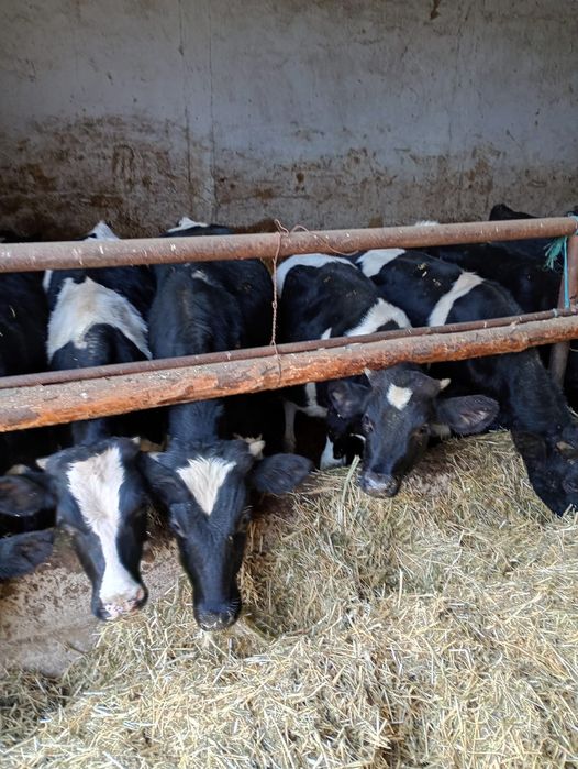 Tauri,Vitele si tauras de vanzare